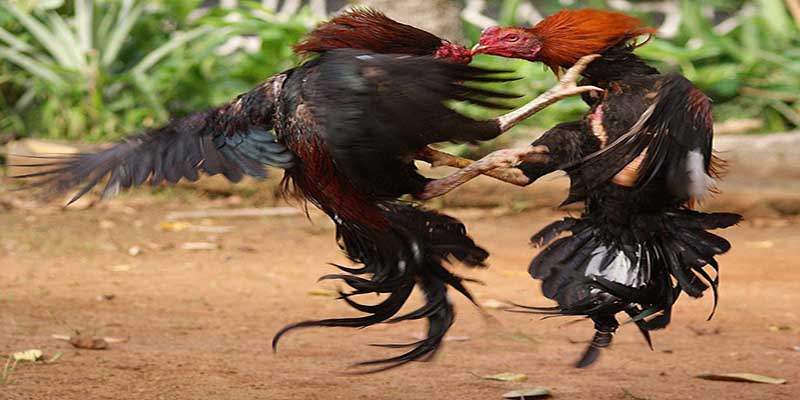 Giới thiệu về đá gà cựa sắt